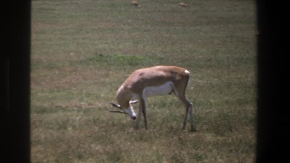 In the 1969 Pretoria clip, the long-horned antelope bends toward the grass to feed, seen through soft 8mm film texture.