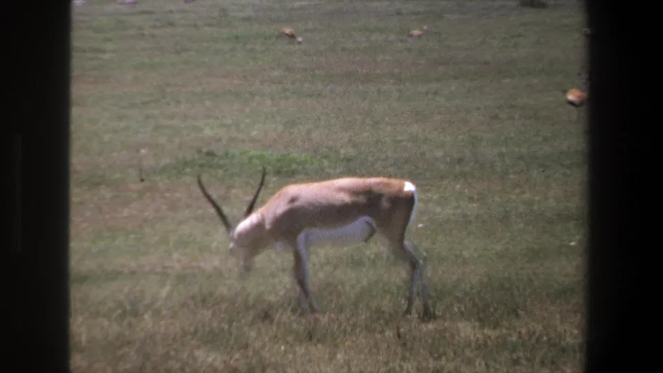 A long-horned antelope grazes in the Pretoria grassland in this 1969 8mm frame, with dark borders and distant animals visible.