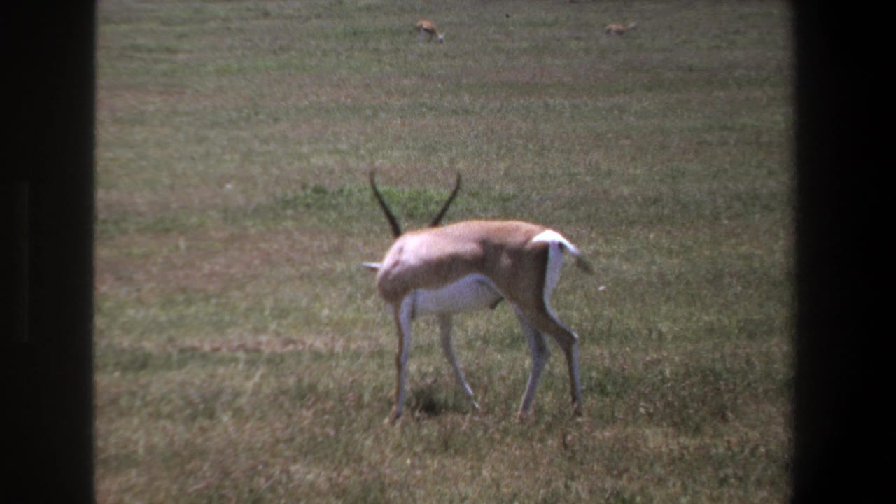 1969 Pretoria home-movie frame showing a horned male antelope walking across open grassland, viewed through dark vehicle or window edges.