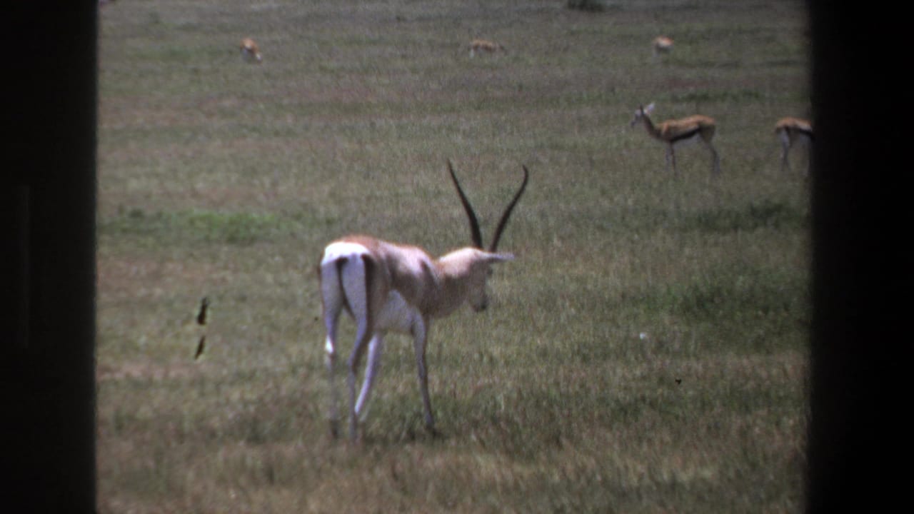 Horned antelope standing in grass with other antelopes scattered across the field.