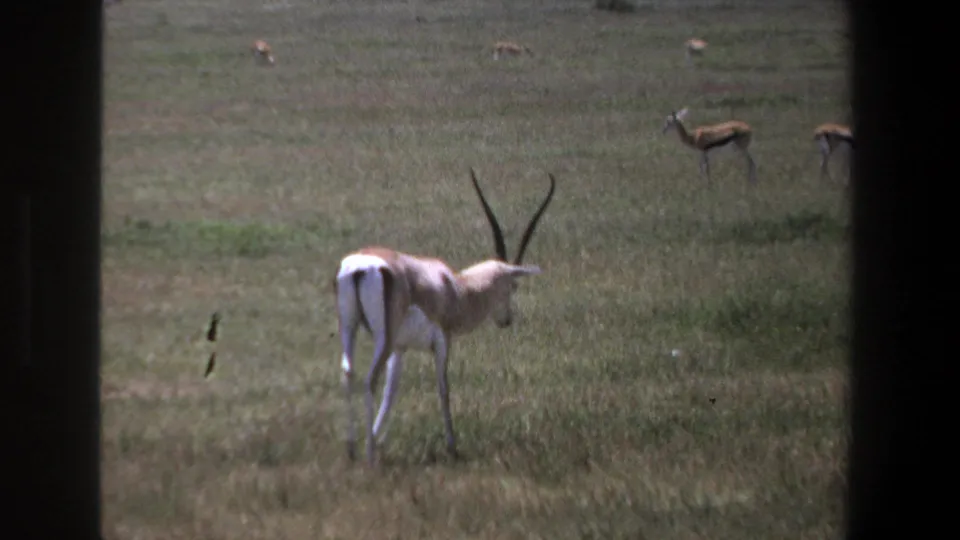 1969 Pretoria frame of a male antelope standing in grass, with several distant antelopes visible across the open field.