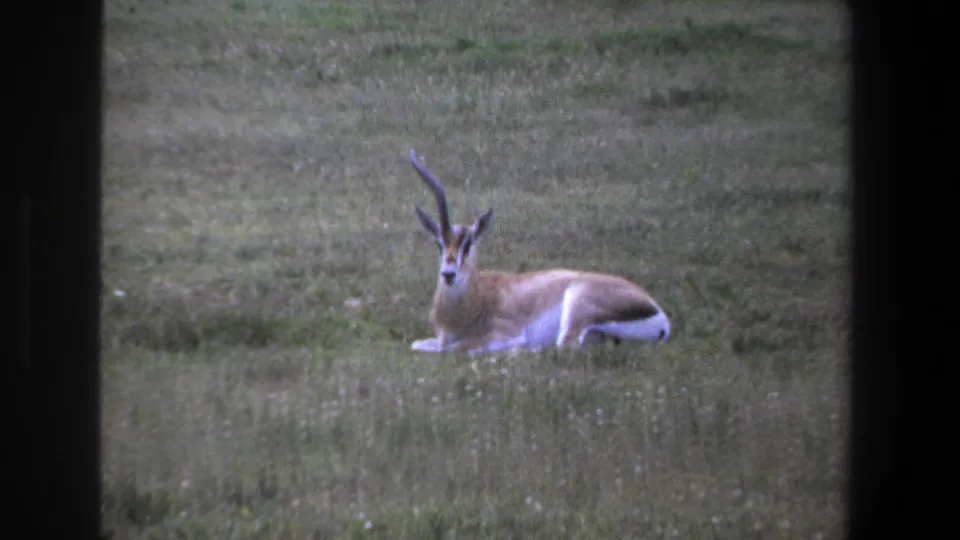 1969 Pretoria frame of a male antelope lying in open grassland, seen through dark window framing with soft vintage 8mm color.