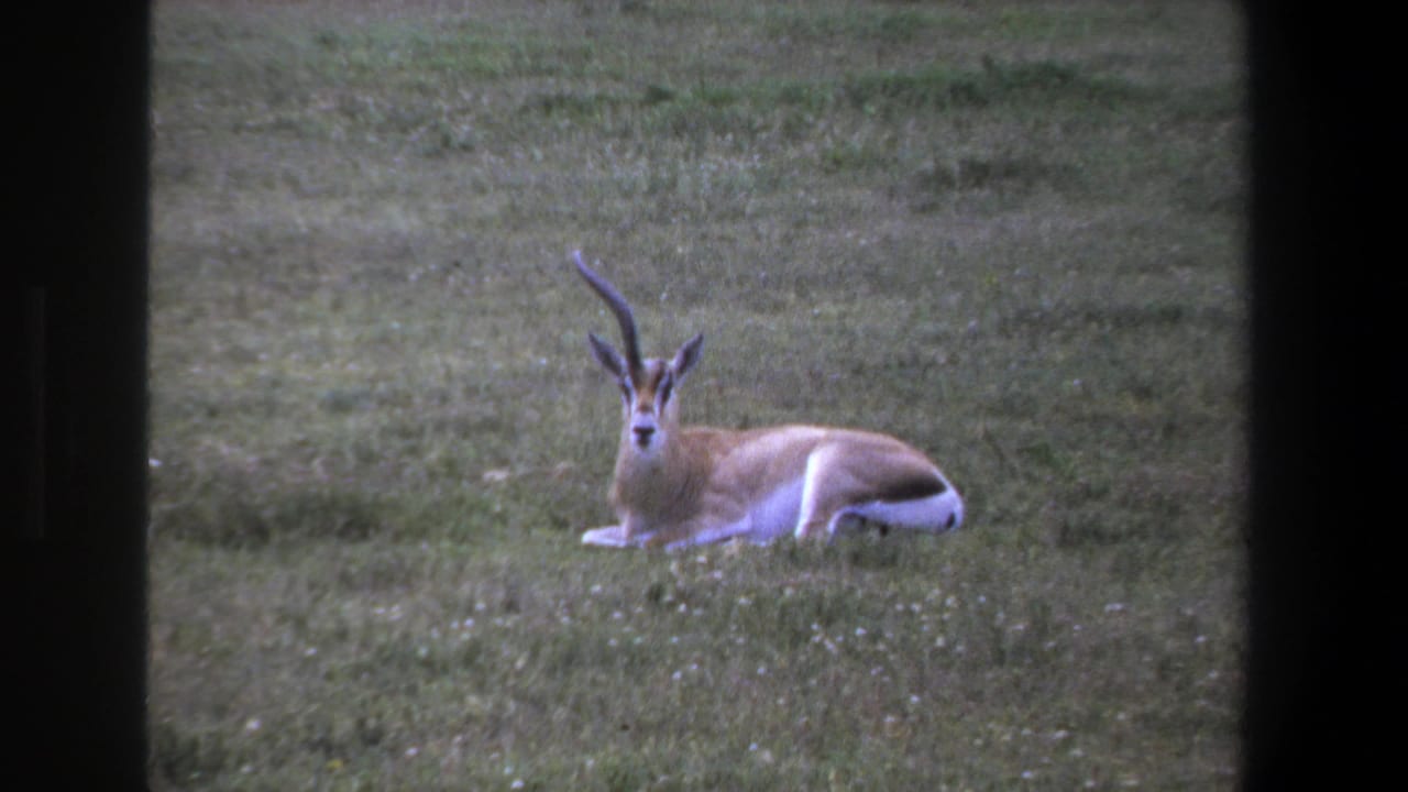 1969 Pretoria home-movie frame of a likely springbok resting in grass, viewed through dark foreground framing.