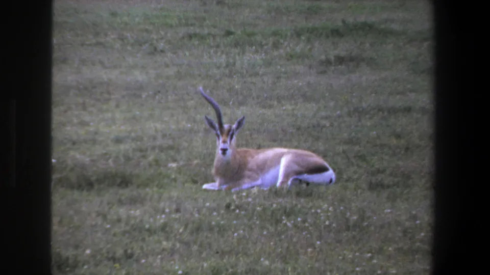 1969 Pretoria home-movie frame of a likely springbok resting in grass, viewed through dark foreground framing.