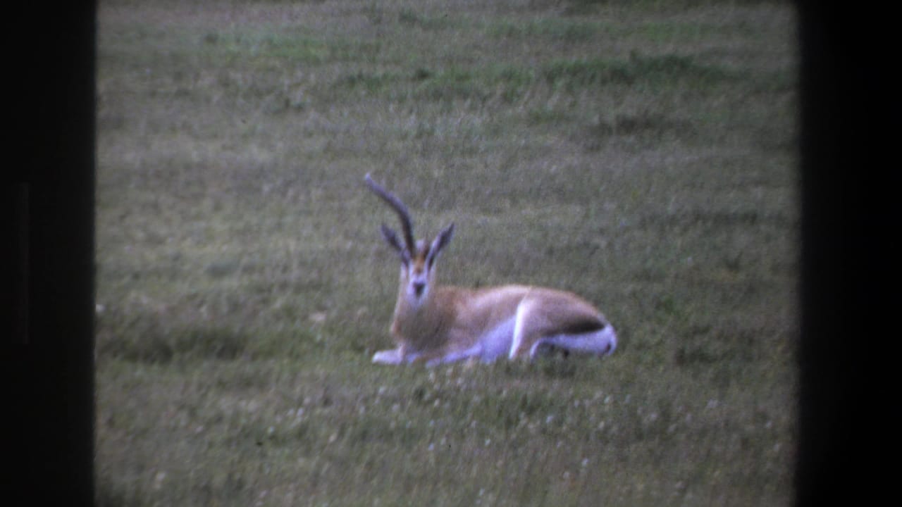 1969 Pretoria 8mm still of a likely springbok lying on grass, framed by dark vertical bands at the sides.