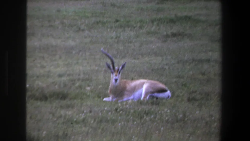 1969 Pretoria 8mm still of a likely springbok lying on grass, framed by dark vertical bands at the sides.