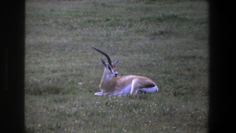A likely springbok rests in a Pretoria grass field in this 1969 8mm home-movie frame, with soft focus and faded color.