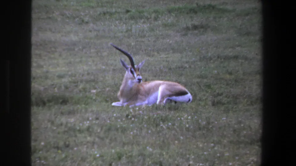 Final 1969 Pretoria frame of a likely springbok lying in grass, centered between dark foreground edges on 8mm film.