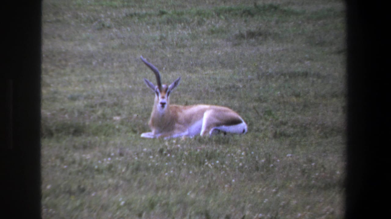 Horned antelope resting in grass, framed by dark vertical film borders.