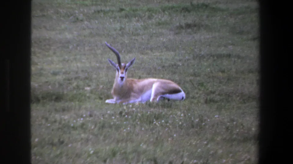 1969 Pretoria-area home-movie frame showing a horned antelope or gazelle lying in a grassy field with dark 8mm frame edges.