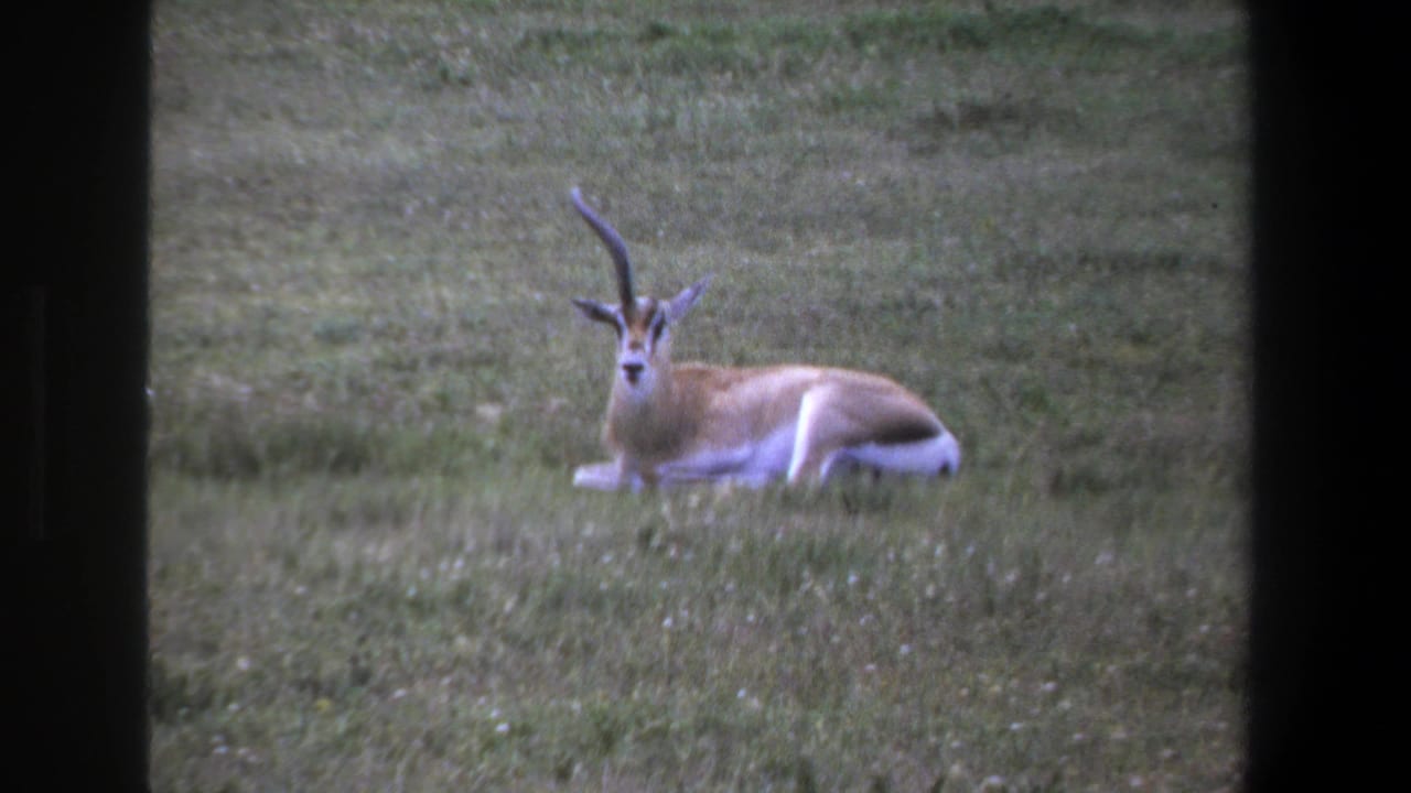Resting horned antelope in grass beside a dark center film border.