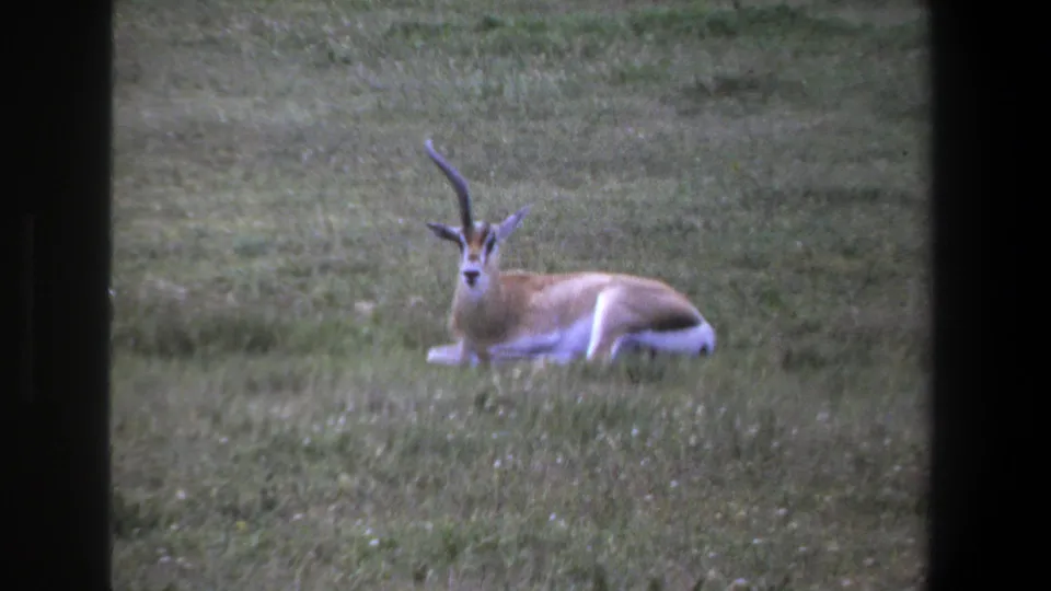 1969 Pretoria-area 8mm frame of a resting horned antelope in grass, with duplicated contact-sheet framing and visible film grain.