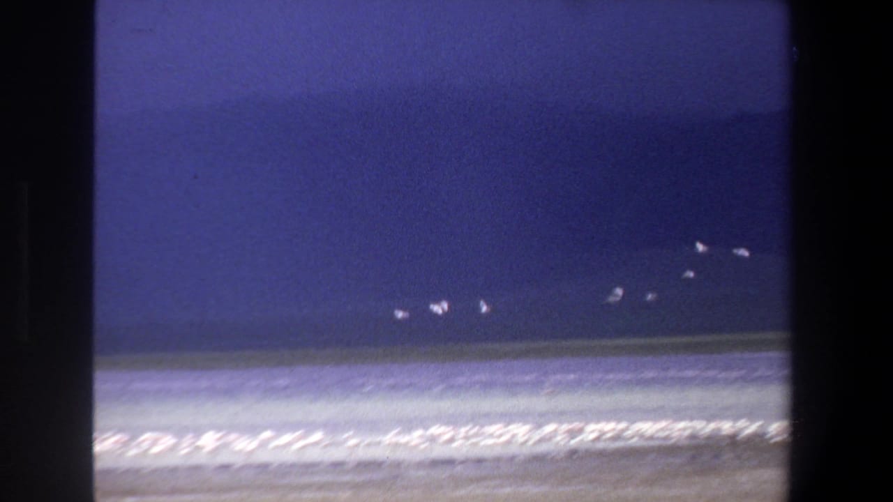1969 South Africa 8mm frame showing white birds crossing a blue sky above surf and a dense shoreline flock.