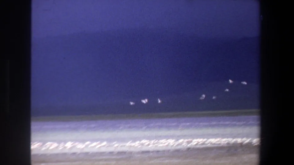 1969 South Africa 8mm frame showing white birds crossing a blue sky above surf and a dense shoreline flock.