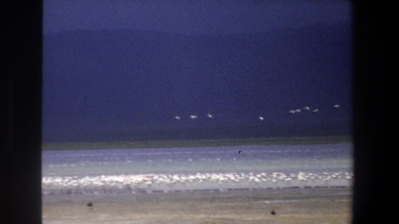 Distant white birds move across a blue-purple sky above surf in this South Africa home-movie frame.
