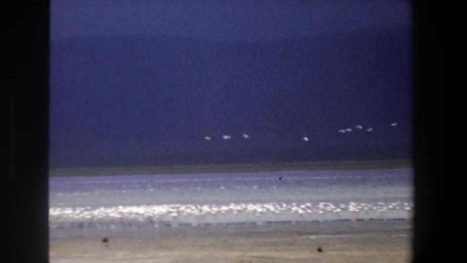Distant white birds move across a blue-purple sky above surf in this South Africa home-movie frame.