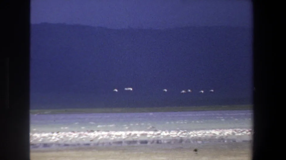 1969 8mm frame with low-flying white birds, distant dark landforms, pale surf, and a shoreline flock.