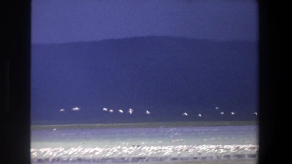 South Africa 1969 home-movie frame showing white birds near the horizon over surf and shoreline birds.