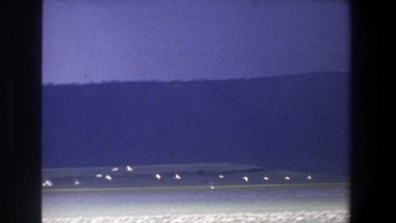 Distant white birds fly and stand over a bright lake with hills in the background.