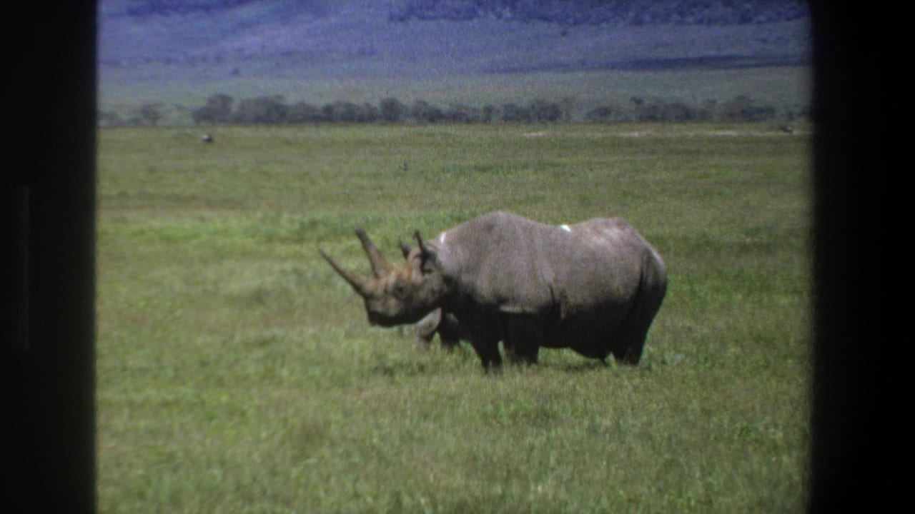 Black rhinoceros standing in green grass with distant hills behind.