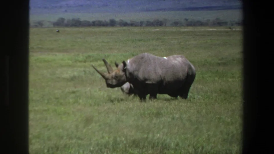 1969 Pretoria-area 8mm frame showing a black rhinoceros in tall green grass, with soft focus, grain, and distant landscape behind.