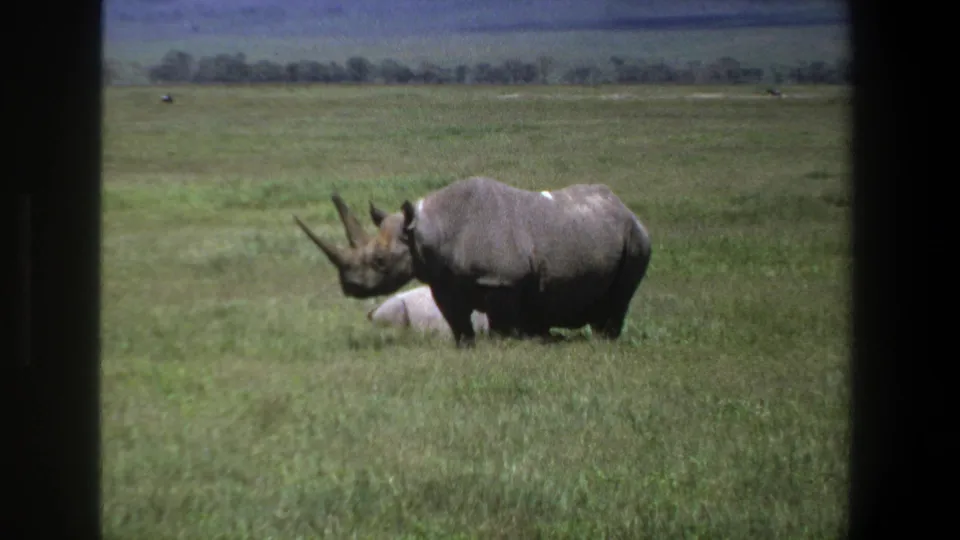 1969 Pretoria-area 8mm frame of a black rhinoceros in green savanna, with a pale partially hidden animal shape behind and distant hills.