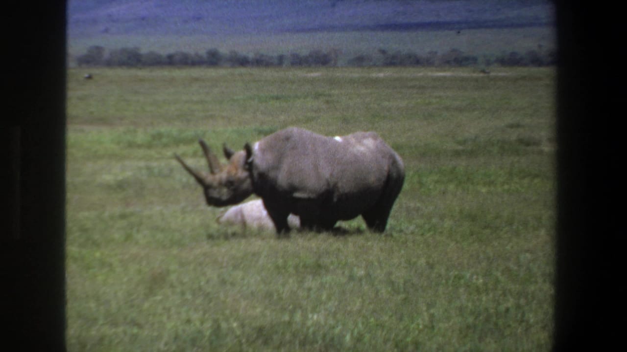 1969 Pretoria home-movie frame showing a rhinoceros in open grassland with distant trees, hills, and dark 8mm frame borders.