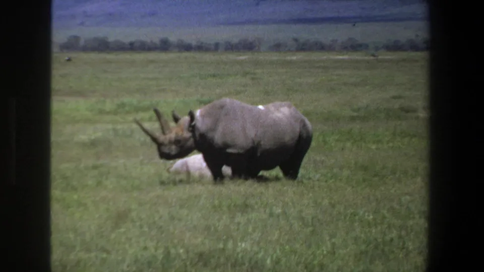 1969 Pretoria home-movie frame showing a rhinoceros in open grassland with distant trees, hills, and dark 8mm frame borders.