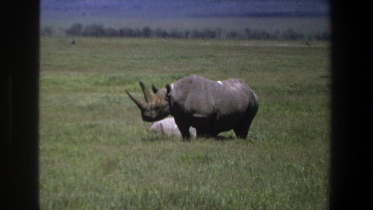 1969 Pretoria frame with a rhinoceros seen in profile on open grass, with a pale shape partly visible behind its body.