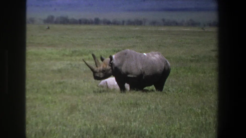 1969 Pretoria frame with a rhinoceros seen in profile on open grass, with a pale shape partly visible behind its body.