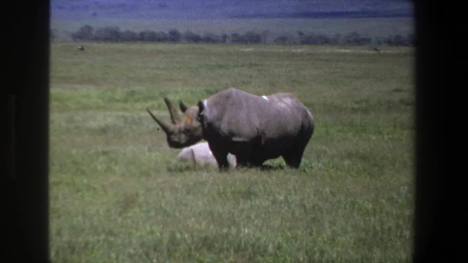 1969 Pretoria 8mm frame showing the rhinoceros still standing in grassland, with soft color and a distant tree line across the horizon.