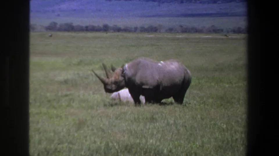 1969 Pretoria frame showing the rhinoceros in open grass with its head angled lower, backed by distant trees and hills.