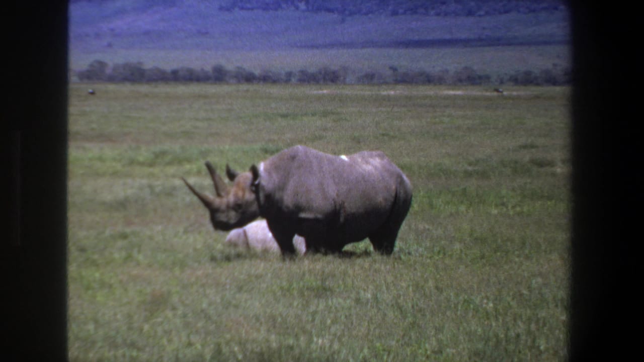 Black rhinoceros in profile standing in tall grass near a pale object.