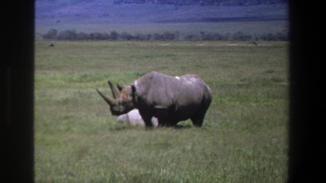 Black rhinoceros standing in a grassy field with its head lowered slightly.