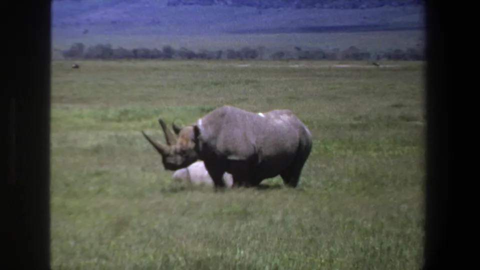 1969 Pretoria frame of a black rhinoceros in open grassland, seen through dark 8mm film borders.