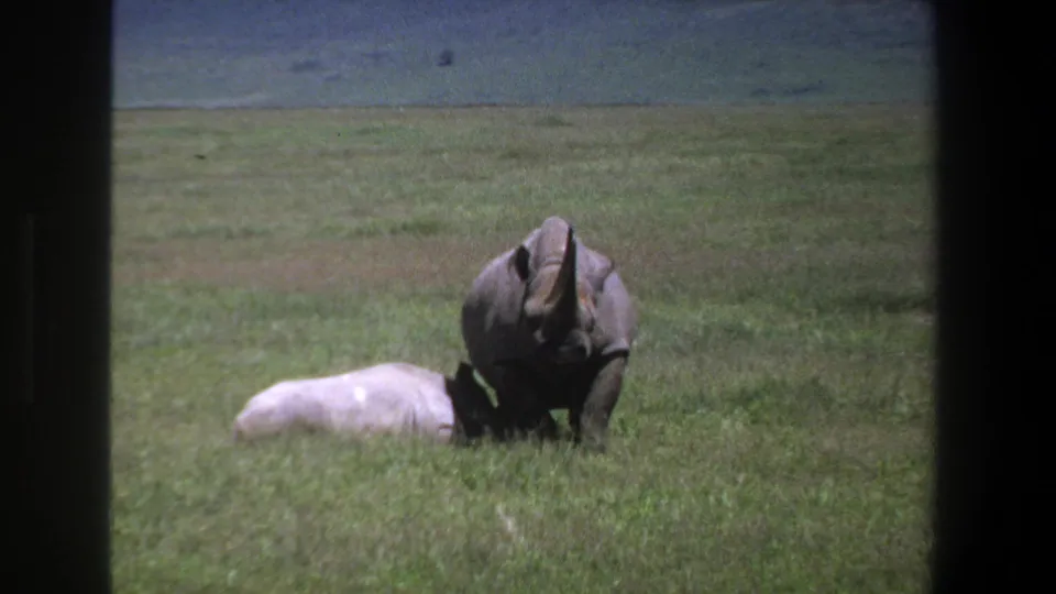 1969 Pretoria home-movie frame with a rhinoceros turning toward the camera in a grassy landscape.