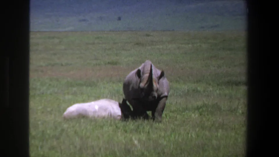 1969 Pretoria frame showing a black rhinoceros partly front-facing in a grassy field with distant hills.