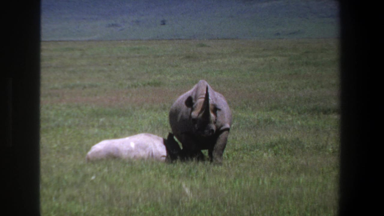 1969 Pretoria 8mm frame showing an adult rhinoceros standing beside a lighter rhinoceros resting in grass.