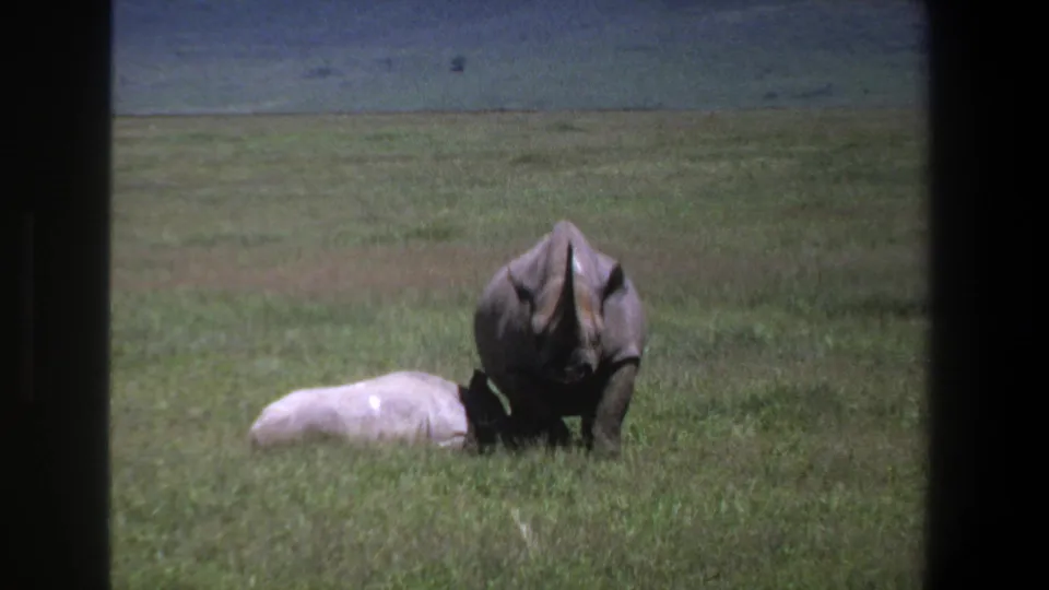 1969 Pretoria home-movie frame with one rhinoceros standing alert beside another lying in the grass.