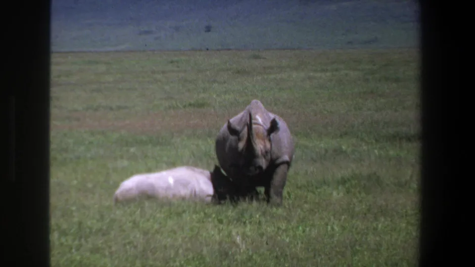 1969 Pretoria 8mm wildlife frame showing a rhinoceros standing close to a lighter rhinoceros lying in grass.