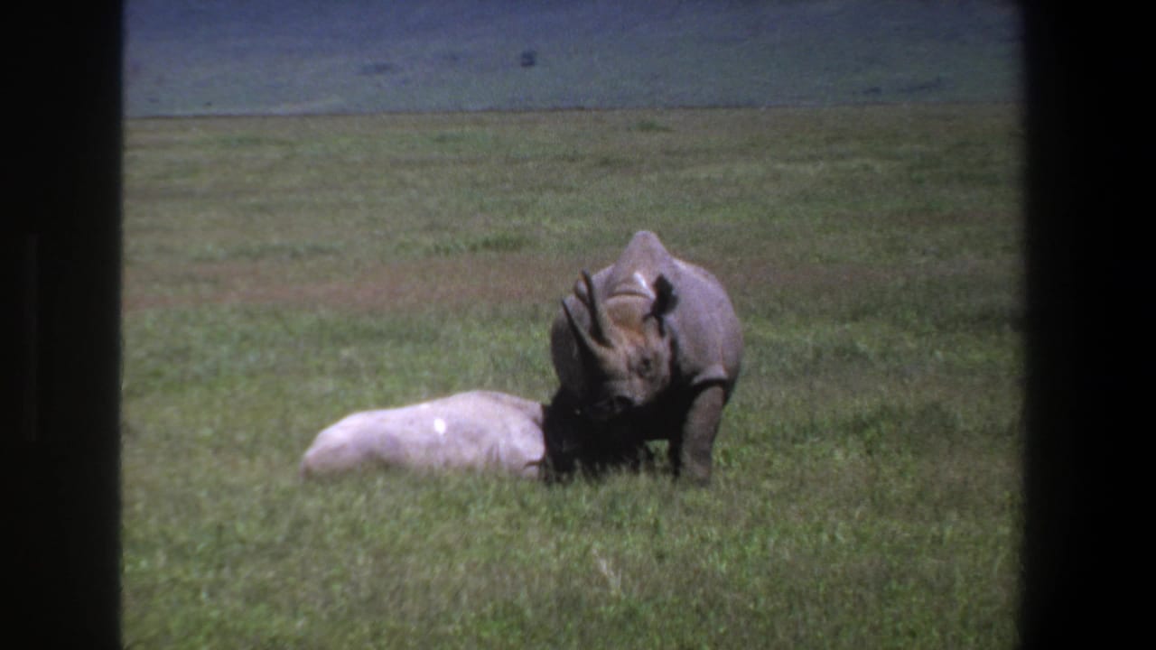 1969 Pretoria home-movie frame showing an adult rhinoceros beside a smaller pale rhinoceros resting in open grassland.