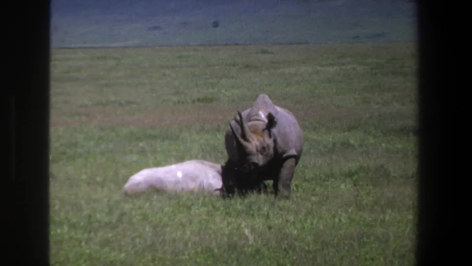 1969 Pretoria home-movie frame showing an adult rhinoceros beside a smaller pale rhinoceros resting in open grassland.