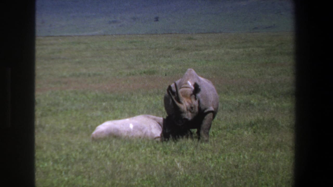 Adult rhinoceros faces a smaller pale rhinoceros lying in the grass.