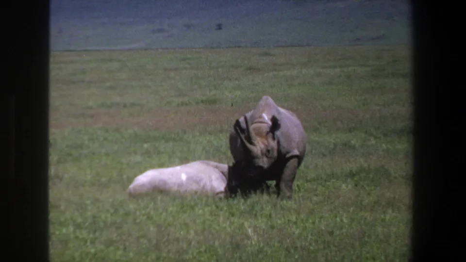 1969 Pretoria 8mm frame with an adult rhinoceros leaning toward a smaller pale rhinoceros lying in grassland.