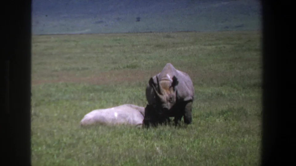 1969 Pretoria home-movie view of an adult rhinoceros standing close to a smaller pale rhinoceros in a grassy savanna setting.