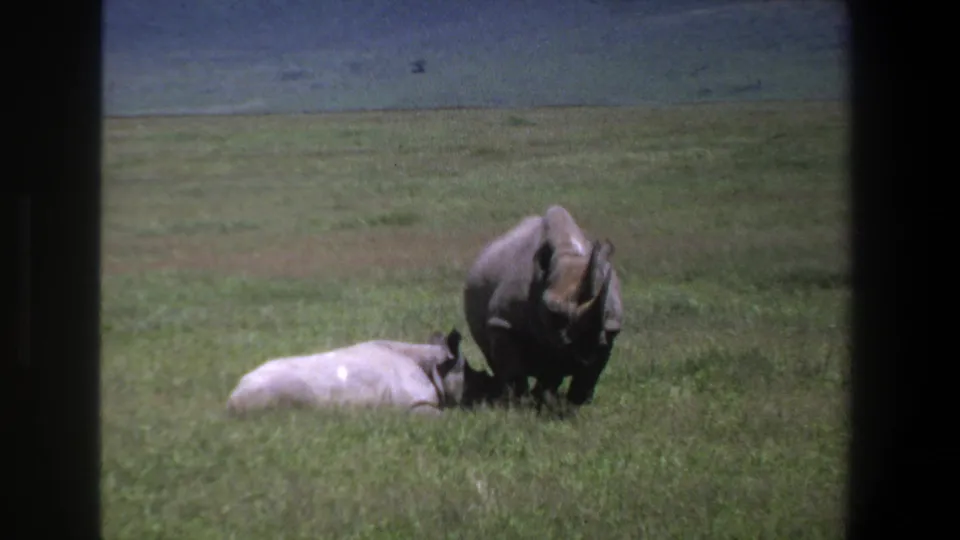 1969 Pretoria 8mm frame showing an adult rhinoceros lowering its head beside a smaller pale rhinoceros resting in grass.