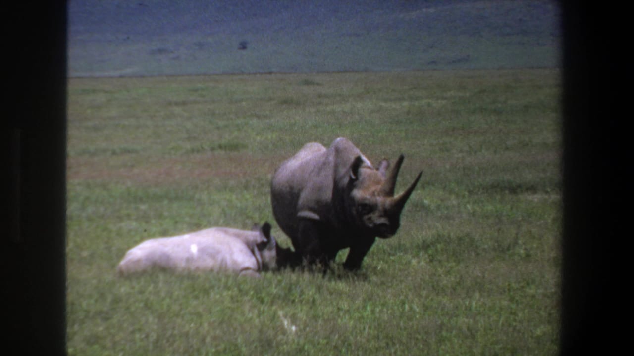 1969 Pretoria home-movie frame showing two rhinos in grassland, one resting while the other stands with horns visible.