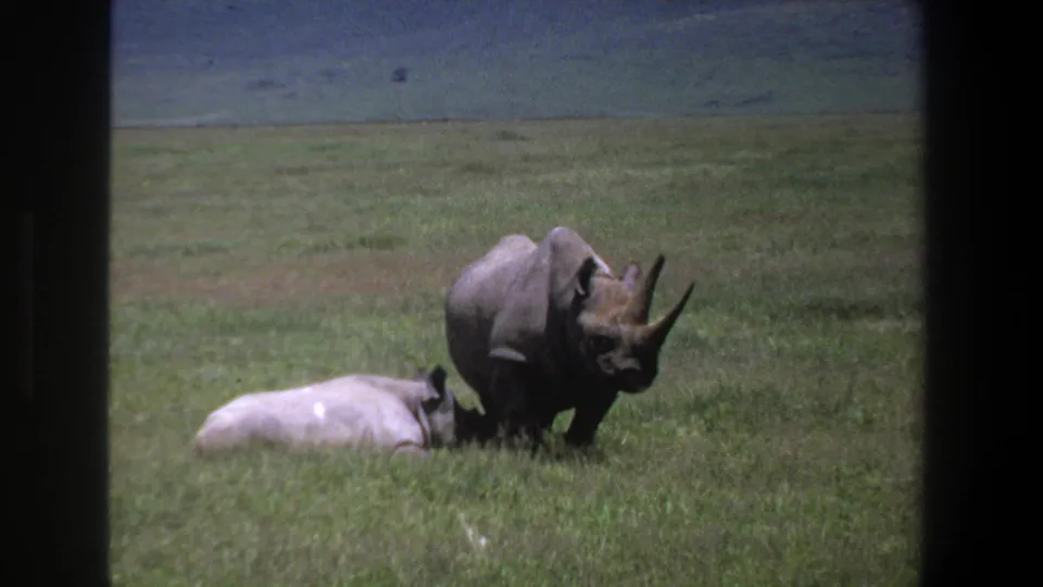 1969 Pretoria home-movie frame showing two rhinos in grassland, one resting while the other stands with horns visible.
