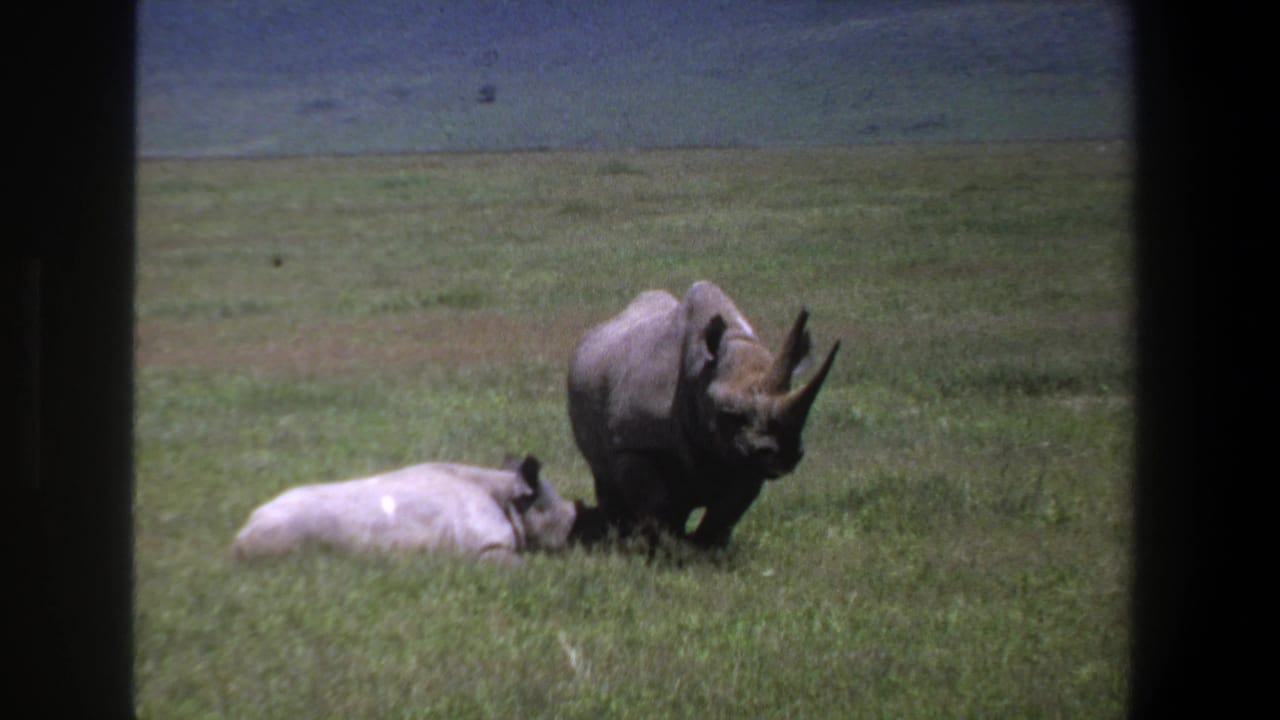 1969 Pretoria wildlife frame with one rhino standing over grass and another lying low in an open field.