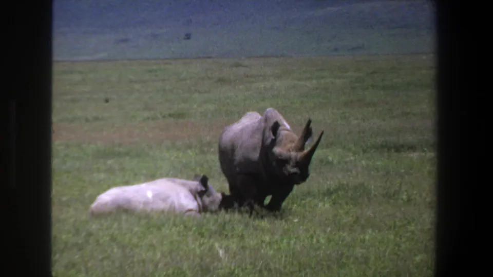 1969 Pretoria wildlife frame with one rhino standing over grass and another lying low in an open field.